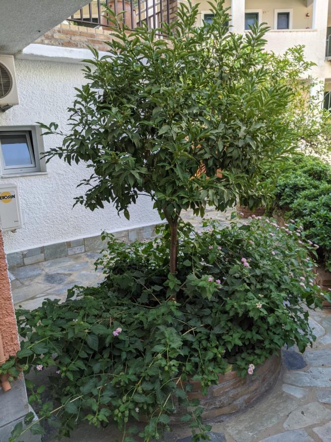 Hotel Omirico 古维亚 外观 照片